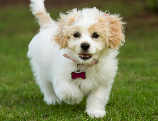 Cavachon rescue dogs store available